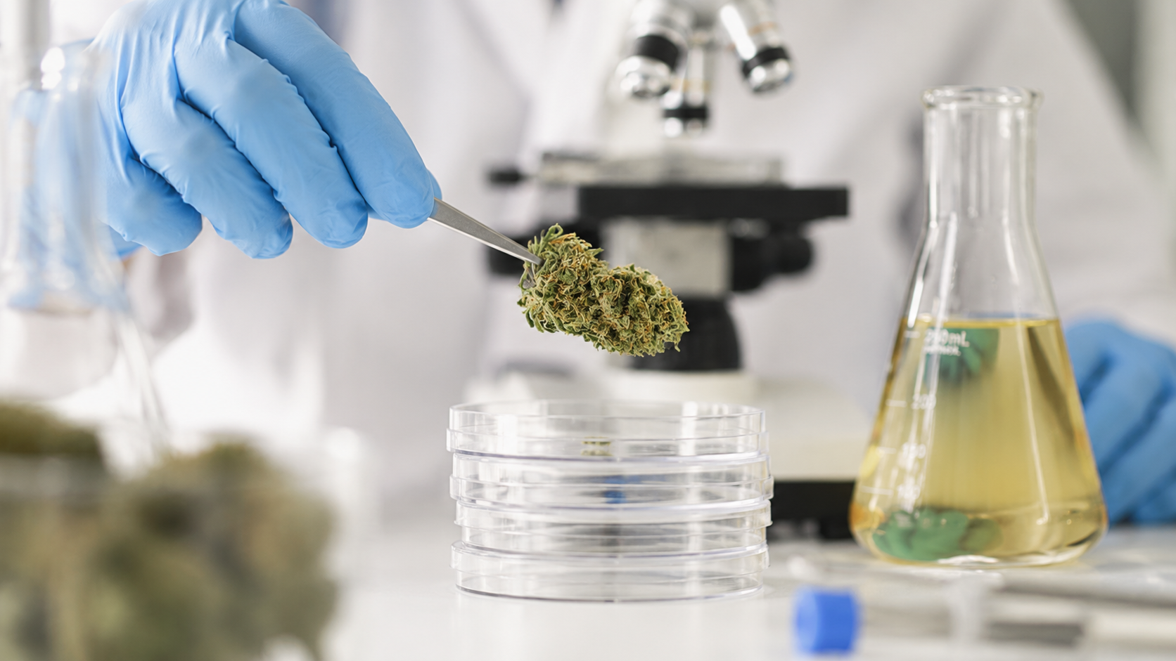Cannabis sample analysis in laboratory