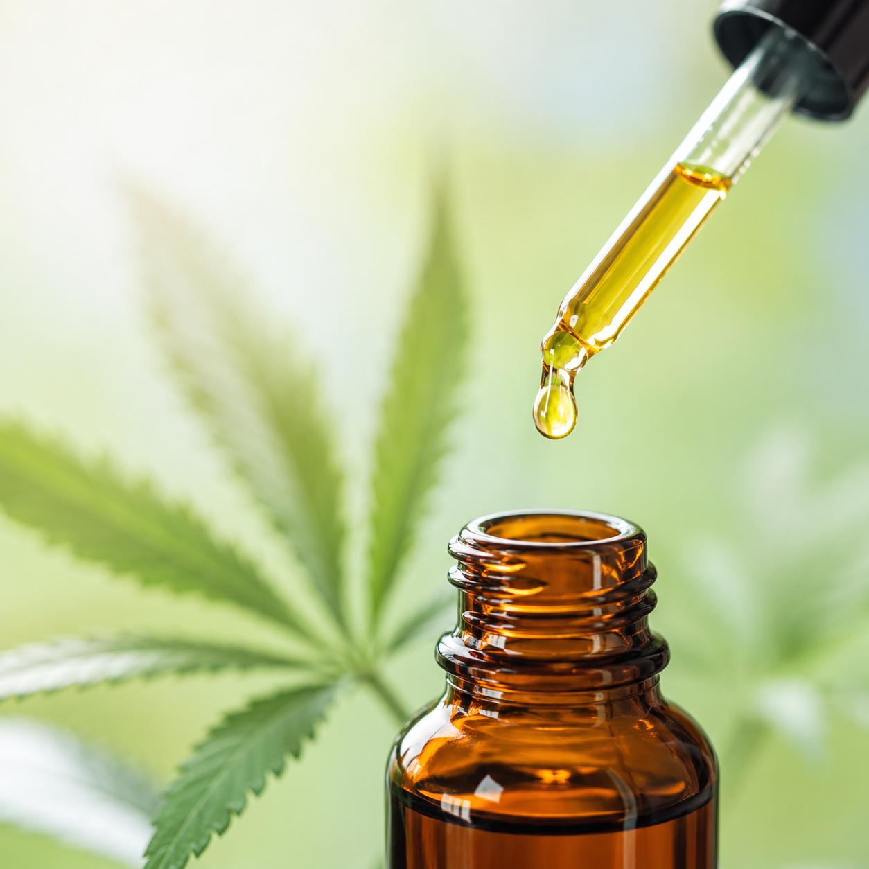Cannabis oil product for testing